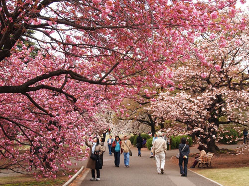 Du học Nhật Bản không thể bỏ qua 4 lễ hội hoa xuân đẹp đến ngỡ ngàng này