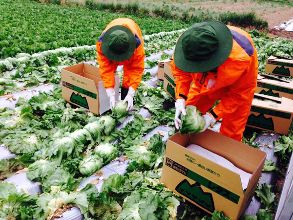 Đơn XKLĐ Nhật Bản làm nông nghiệp dành cho nữ Phí đi cực rẻ