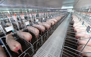 Đơn hàng chăn nuôi lợn tại Nhật Bản lương 156.000 yên